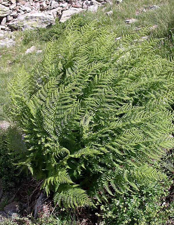 Tanto per cambiare....Quiz!